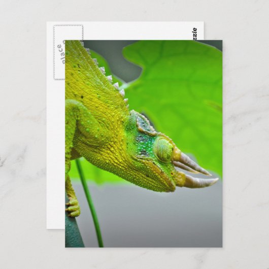 Giant 3 Horned Chameleon Briefkaart (Voorkant / Achterkant)