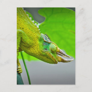 Giant 3 Horned Chameleon Briefkaart