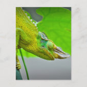 Giant 3 Horned Chameleon Briefkaart (Voorkant)