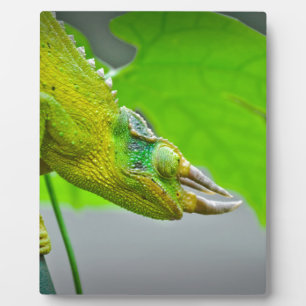 Giant 3 Horned Chameleon Fotoplaat