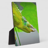 Giant 3 Horned Chameleon Fotoplaat (Zijkant)