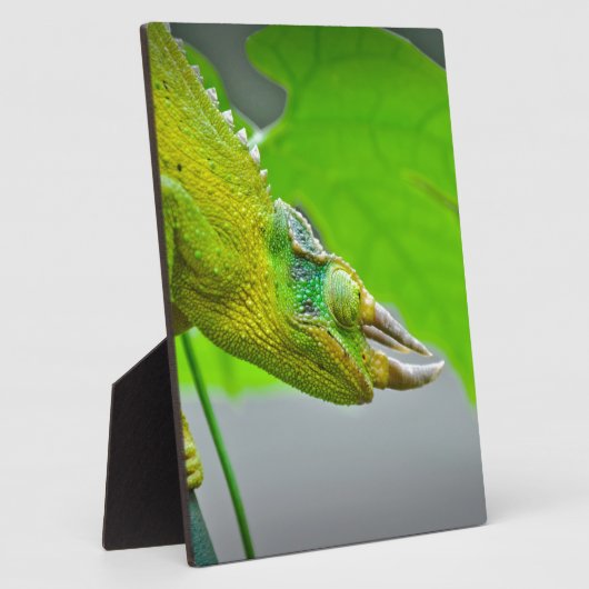 Giant 3 Horned Chameleon Fotoplaat (Zijkant)