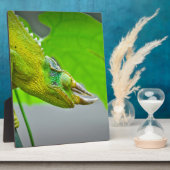 Giant 3 Horned Chameleon Fotoplaat (Zijkant)