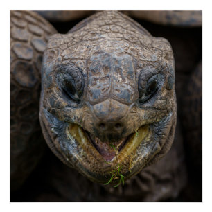 Giant Aldabra Tortoise Jigzaag Puzzle Perfect Poster