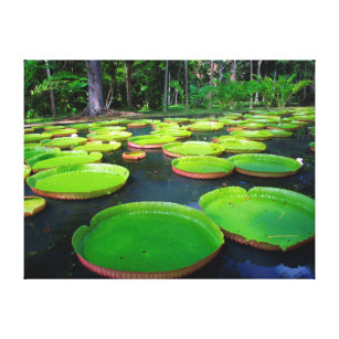 Giant Amazon Water Lilies (Victoria Amazonica) Canvas Afdruk