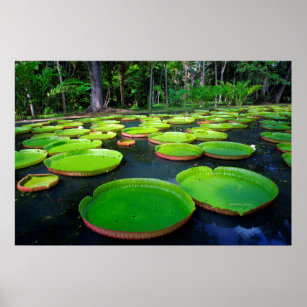Giant Amazon Water Lilies (Victoria Amazonica) Poster