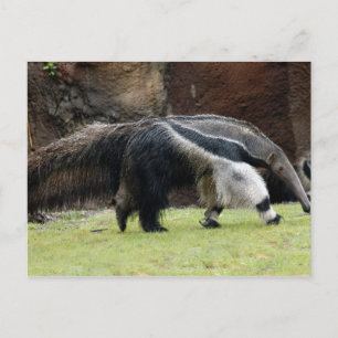 Giant Ant Eater4x6 Briefkaart