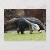 Giant Ant Eater4x6 Briefkaart (Voorkant)