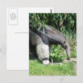 Giant Anteater Briefkaart (Voorkant / Achterkant)