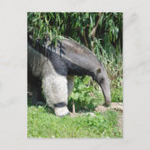 Giant Anteater Briefkaart (Voorkant)
