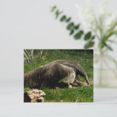 Giant Anteater Briefkaart (Staand voorkant)