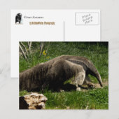 Giant Anteater Briefkaart (Voorkant / Achterkant)