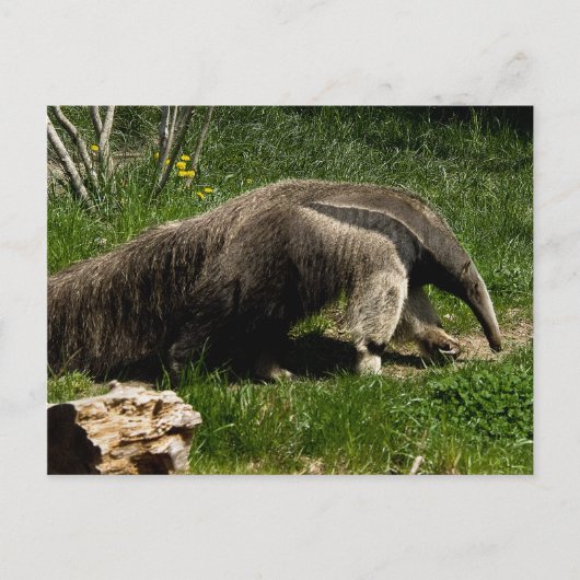 Giant Anteater Briefkaart (Voorkant)