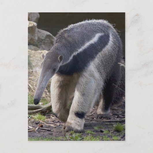 Giant Anteater Briefkaart (Voorkant)