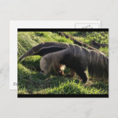 Giant Anteater Briefkaart (Voorkant / Achterkant)