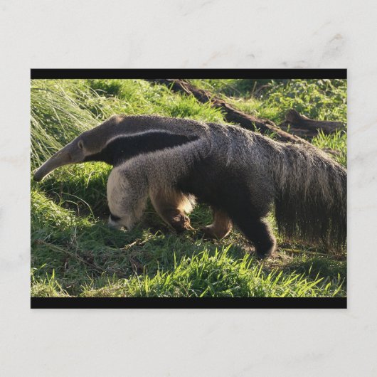 Giant Anteater Briefkaart (Voorkant)