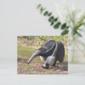 Giant Anteater die op gras loopt Briefkaart (Staand voorkant)