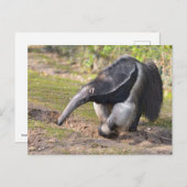 Giant Anteater die op gras loopt Briefkaart (Voorkant / Achterkant)
