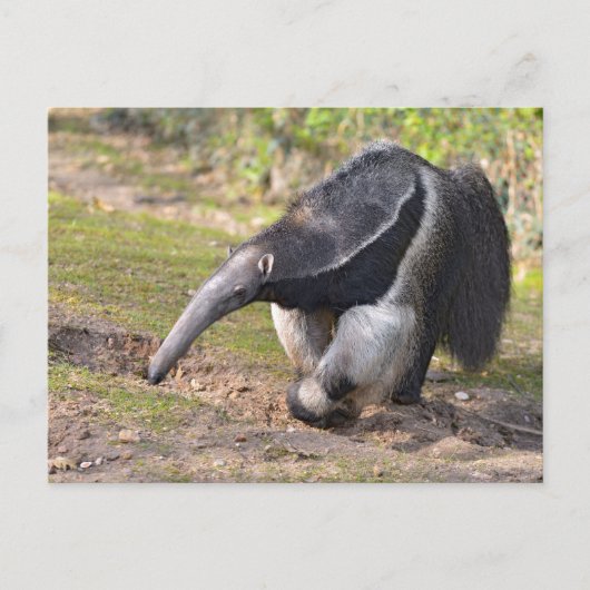Giant Anteater die op gras loopt Briefkaart (Voorkant)