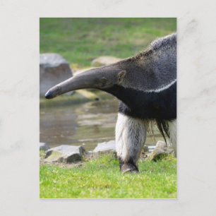 Giant Anteater die op gras loopt Briefkaart