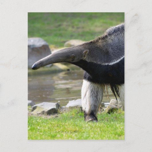 Giant Anteater die op gras loopt Briefkaart (Voorkant)