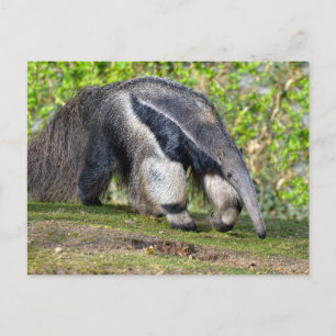 Giant Anteater die op gras loopt Feestdagenkaart