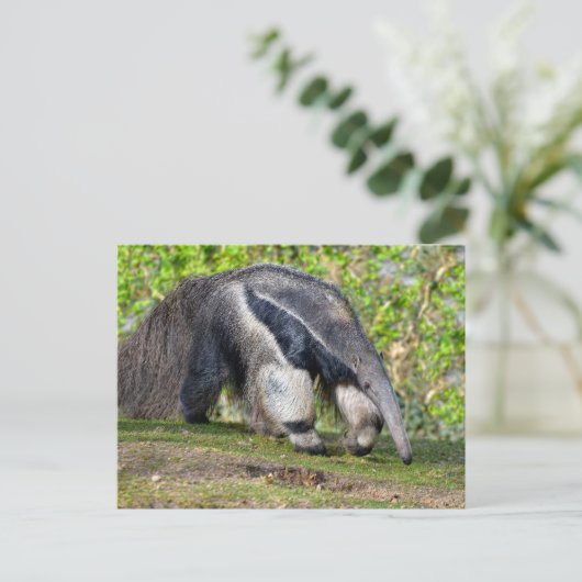 Giant Anteater die op gras loopt Feestdagenkaart (Staand voorkant)