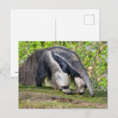 Giant Anteater die op gras loopt Feestdagenkaart (Voorkant / Achterkant)