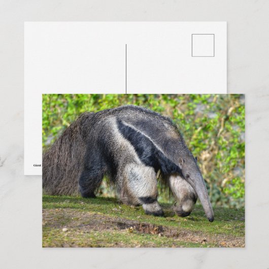 Giant Anteater die op gras loopt Feestdagenkaart (Voorkant / Achterkant)