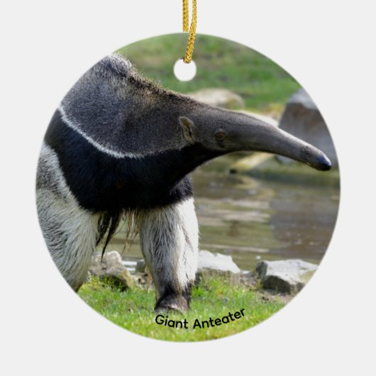 Giant Anteater die op gras loopt Keramisch Ornament (Voorkant)
