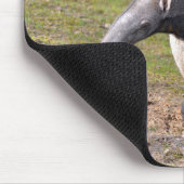 Giant Anteater die op gras loopt Muismat (Hoek)