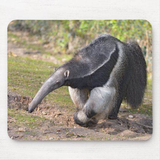 Giant Anteater die op gras loopt Muismat (Voorkant)