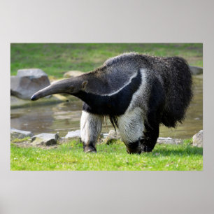 Giant Anteater die op gras loopt Poster