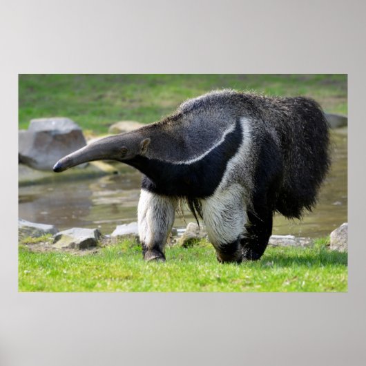 Giant Anteater die op gras loopt Poster (Voorkant)