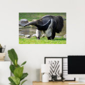 Giant Anteater die op gras loopt Poster (Thuiskantoor)
