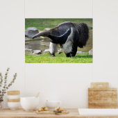 Giant Anteater die op gras loopt Poster (Keuken)