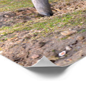 Giant Anteater die op gras loopt Poster (Hoek)