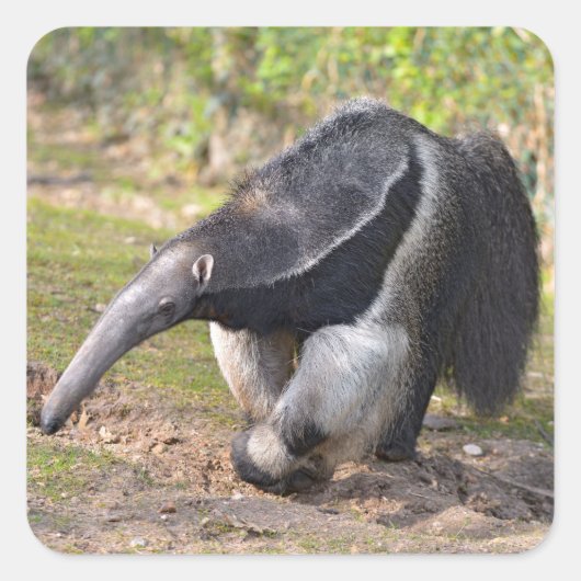 Giant Anteater die op gras loopt Vierkante Sticker (Voorkant)