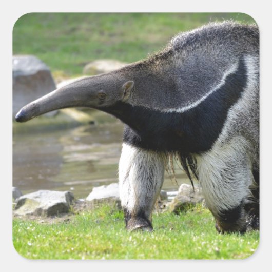 Giant Anteater die op gras loopt Vierkante Sticker (Voorkant)