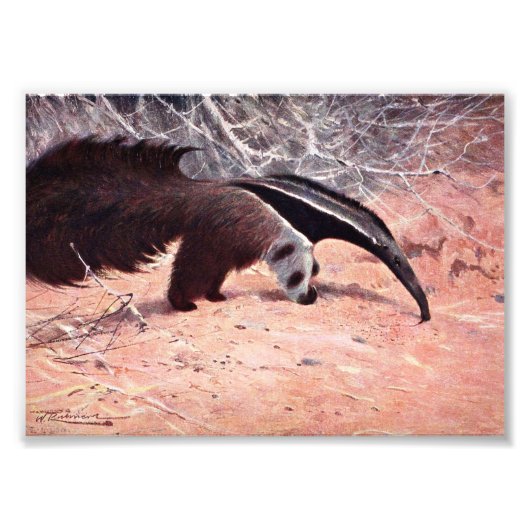 Giant Anteater  Illustratie. Foto Afdruk (Voorkant)