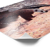 Giant Anteater  Illustratie. Foto Afdruk (Hoek)