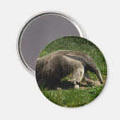 Giant Anteater Magneet (Voorkant / Achterkant)