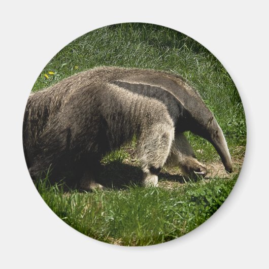 Giant Anteater Magneet (Voorkant)