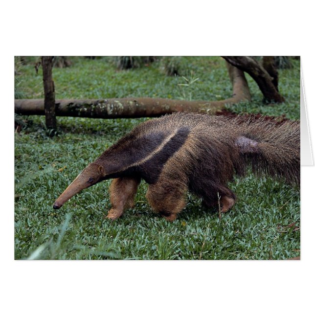 Giant anteater (Myrmecophaga tridactyla) (Voorkant Horizontaal)