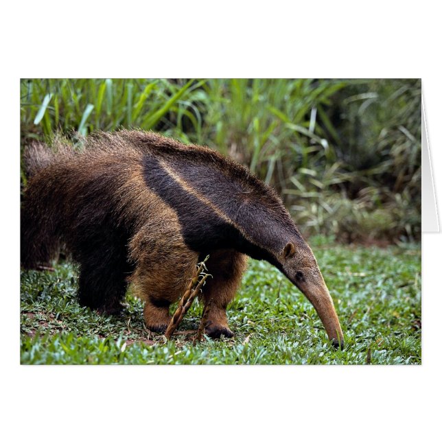 Giant anteater (Myrmecophaga tridactyla) (Voorkant Horizontaal)