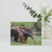 Giant anteater (Myrmecophaga tridactyla) Briefkaart (Staand voorkant)