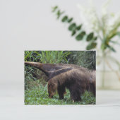 Giant anteater (Myrmecophaga tridactyla) Briefkaart (Staand voorkant)