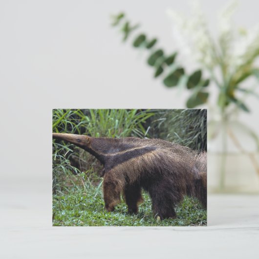 Giant anteater (Myrmecophaga tridactyla) Briefkaart (Staand voorkant)
