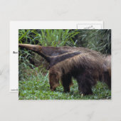 Giant anteater (Myrmecophaga tridactyla) Briefkaart (Voorkant / Achterkant)