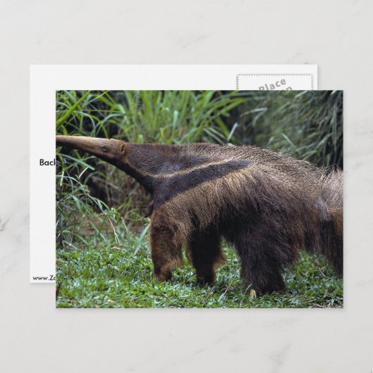 Giant anteater (Myrmecophaga tridactyla) Briefkaart (Voorkant / Achterkant)